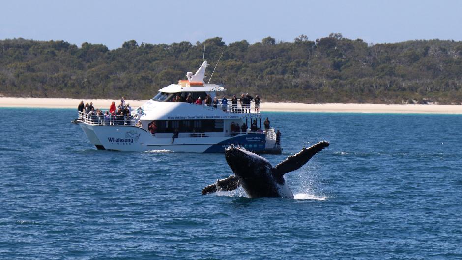 Spend up to 5 hours out on the waters of Hervey Bay searching for whales during this unforgettable boat tour. Listen to the expert commentary from your guide and enjoy a delicious meal onboard. 